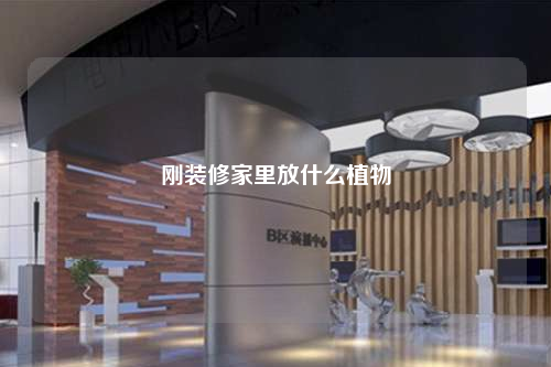 剛裝修家里放什么植物