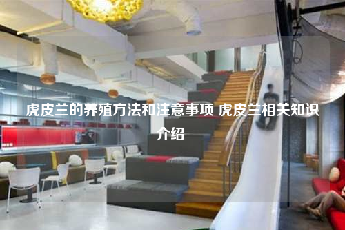 虎皮蘭的養(yǎng)殖方法和注意事項(xiàng) 虎皮蘭相關(guān)知識(shí)介紹