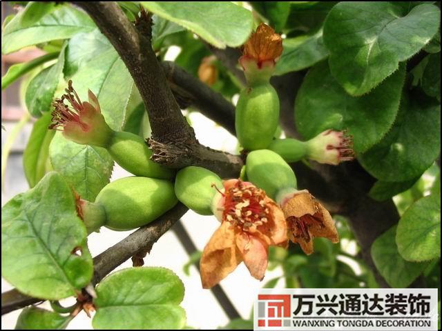 木瓜樹與風水風水學木瓜樹是兇木嗎