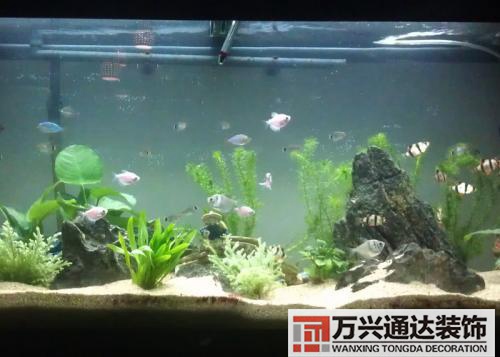 巴西龜風(fēng)水家里養(yǎng)巴西龜風(fēng)水說法