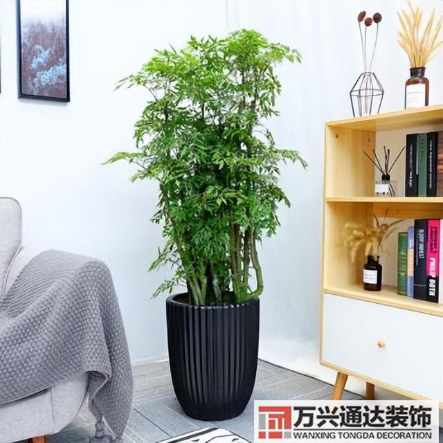 黑金剛的風水黑金剛的風水擺放位置