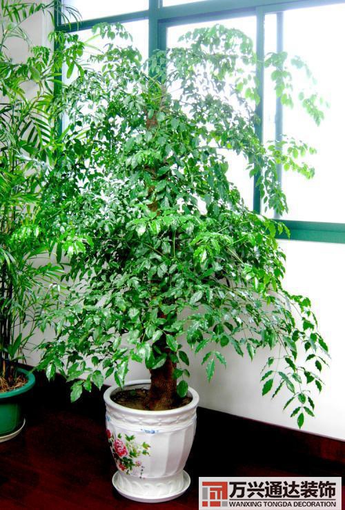 室內風水圖片室內風水布局圖解