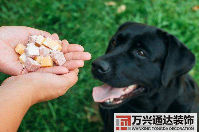 家里養(yǎng)狗對風(fēng)水好嗎養(yǎng)狗最忌諱的一個生肖