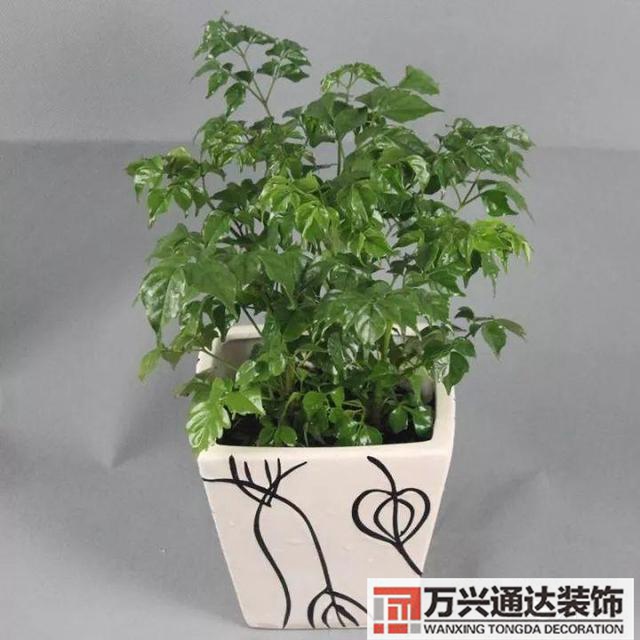 風水家里養什么花好在風水上家里養什么花最好