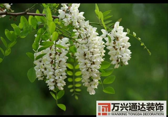 橘子樹風水門口栽桔子樹風水