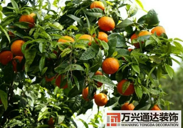 橘子樹風水門口栽桔子樹風水