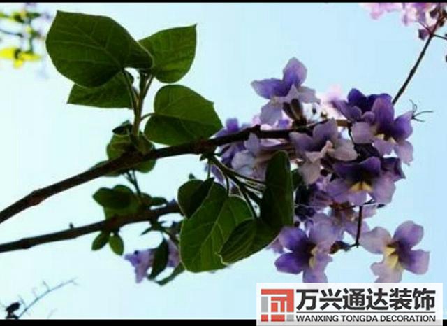 橘子樹風水門口栽桔子樹風水