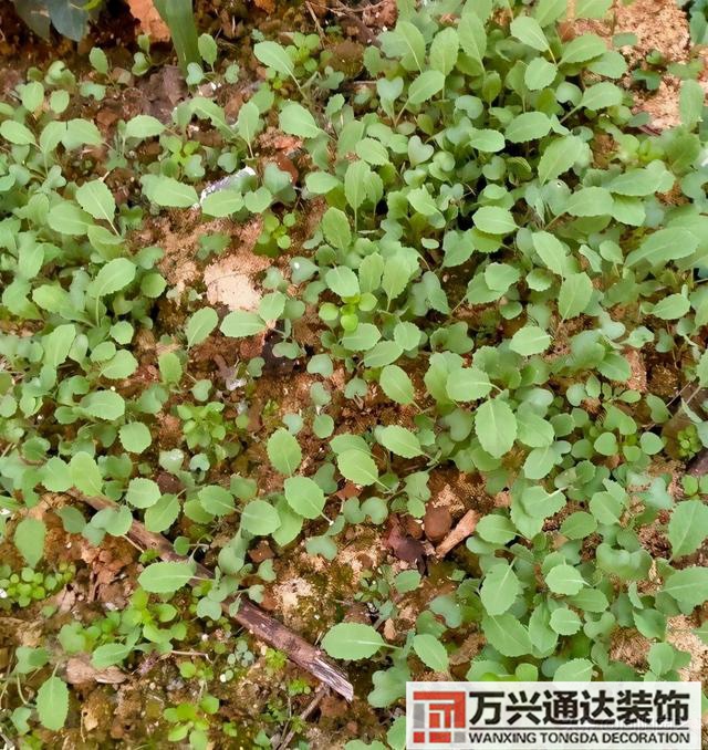 樓頂種菜風(fēng)水樓頂種菜風(fēng)水有什么菜不能種